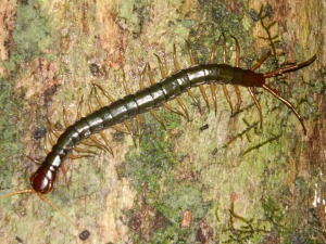 Centipede, Sungai Kinabatangan Photo: James Robb